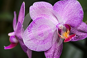 Two Purple Speckled Orchids with a Natural Dark Green Foliage Background