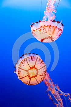 Two purple striped jelly fish on a dark blue background