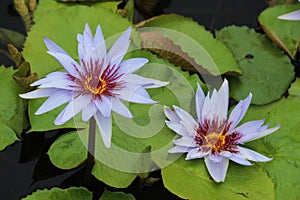 Two Purple Tigress Water Lilies and Pads