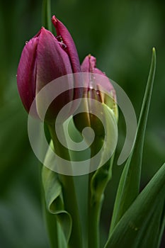 Two purple tulips with dew drops on them