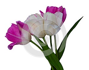 Two purple tulips with stem and leaves close up on isolated white background