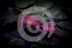 Two purple water lily in dark background