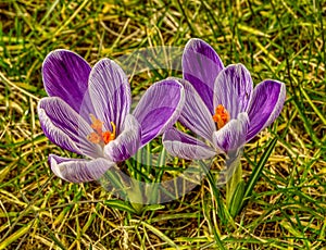 Two purple-white crocus flowers looking from above