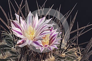 Two Purple and White Echinofossulcactus obvallatus Cactus Flowers Surrounded by Spines