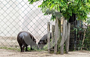 Two pygmy hippos Choeropsis liberiensis or Hexaprotodon liberiensis eating vegetation