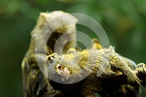 Two Pygmy marmosets, cebuella genus. Two smallest monkey native to Western Amazon basin rainforests,