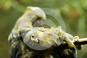 Two Pygmy marmosets, cebuella genus. Two smallest monkey native to Western Amazon basin rainforests, sitting on a branch