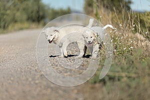 Two Pyrenean mountain puppies, patou, on the side of a road