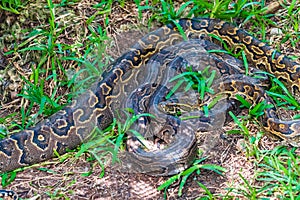 Two pyton snake rest in the grass.