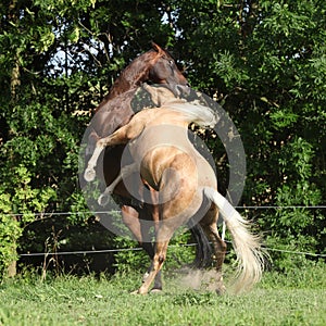 Two quarter horse stallions fighting