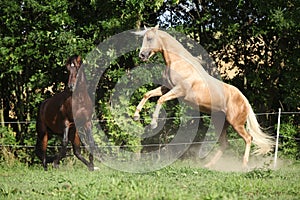 Two quarter horse stallions fighting