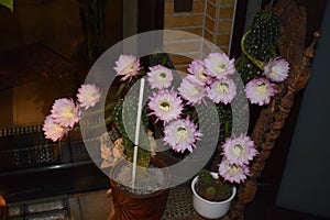 two queen of the night cactus starting with many flowers on an old chair