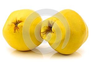 Two quince fruits Cydonia oblonga photo