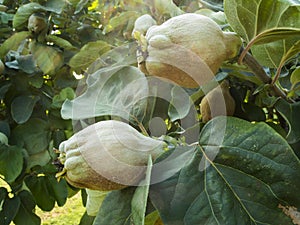 Two Quince fruits on the tree
