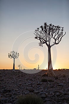 Two Quiver Trees silhouetted against the sunrise