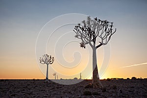 Two Quiver Trees silhouetted against the sunset