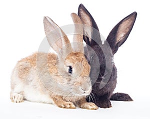 Two rabbit