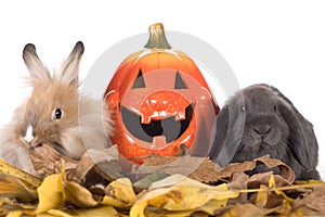 two rabbit and a pumpkin