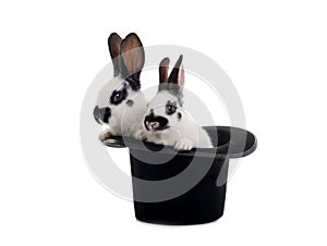 two rabbit sits in a black hat on a white