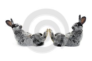 Two rabbit