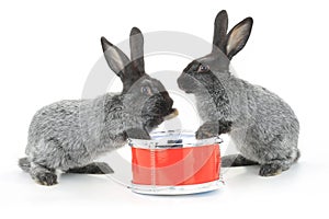 Two rabbit sitting