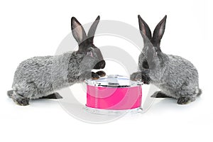 Two rabbit sitting