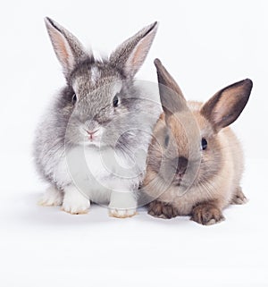 Two rabbits