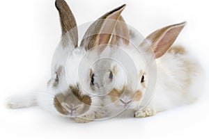 Two rabbits photo