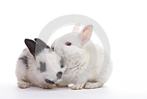 Two rabbits