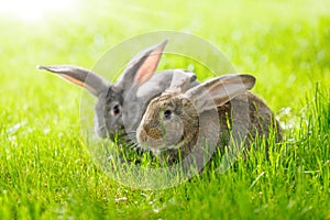 Two rabbits photo