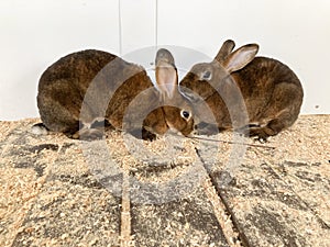 Two  rabbits of the chinchilla rex breed