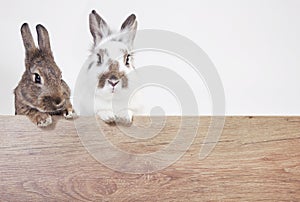 Two rabbits copy space