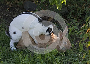 Two rabbits coupling photo