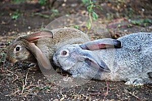 Two rabbits on earth