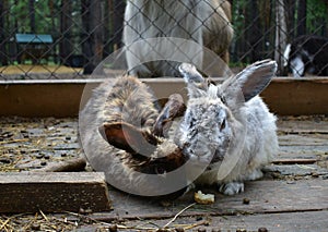 Two rabbits eat in the zoo aviary