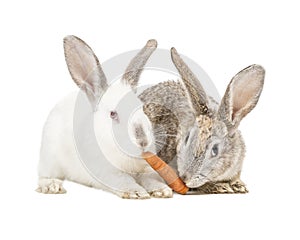 Two rabbits eating a carrot
