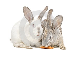 Two rabbits eating a carrot