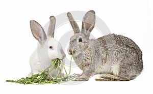 Two rabbits eating carrot leaves