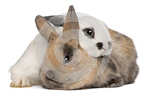 Two rabbits in front of white background photo