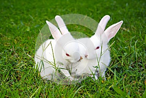 Two rabbits on the grass