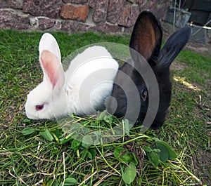 Two rabbits on green grass.