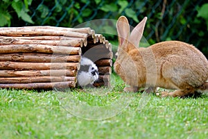 Two rabbits on the green grass in the garden