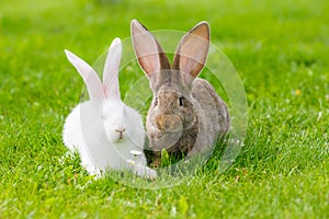 Two rabbits in green grass photo