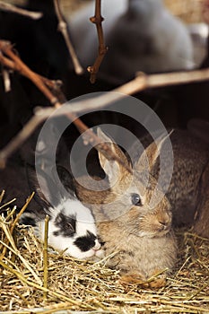 Two rabbits on hay