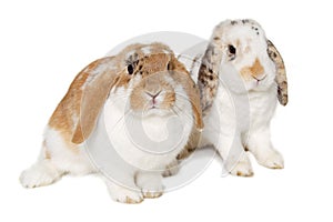 Two rabbits isolated on a white background