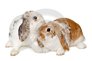 Two rabbits isolated on a white background
