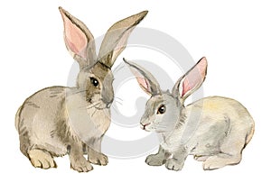 Two rabbits isolated on white background, watercolor