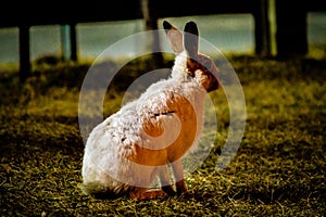Rabbit in open grass field at night