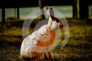 Rabbit in open grass field at night