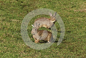Two rabbits, oryctolagus cunniculus, in a field